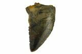 Serrated, Raptor Tooth - Real Dinosaur Tooth #115870-1